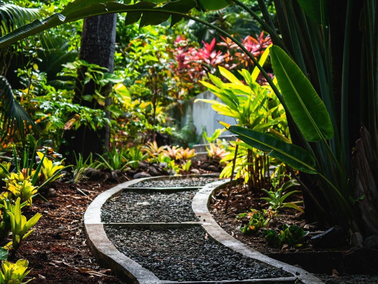 Curving gravel path through a lush subtropical garden