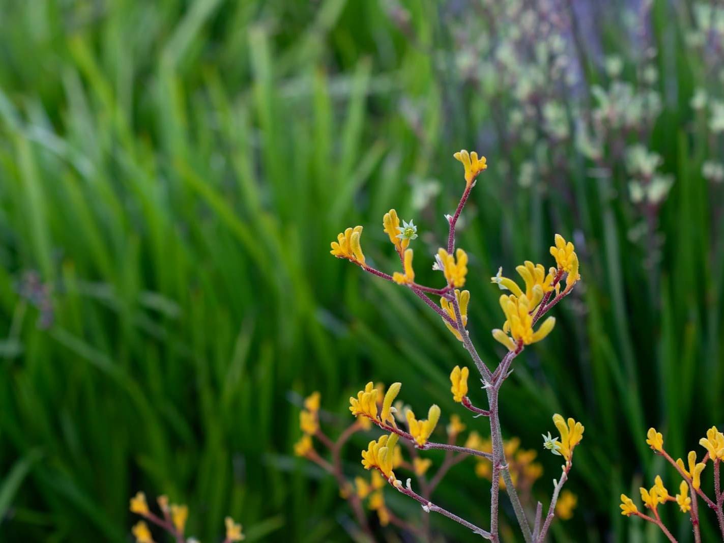 Yellow kangaroo paw flowers among strappy green leaves