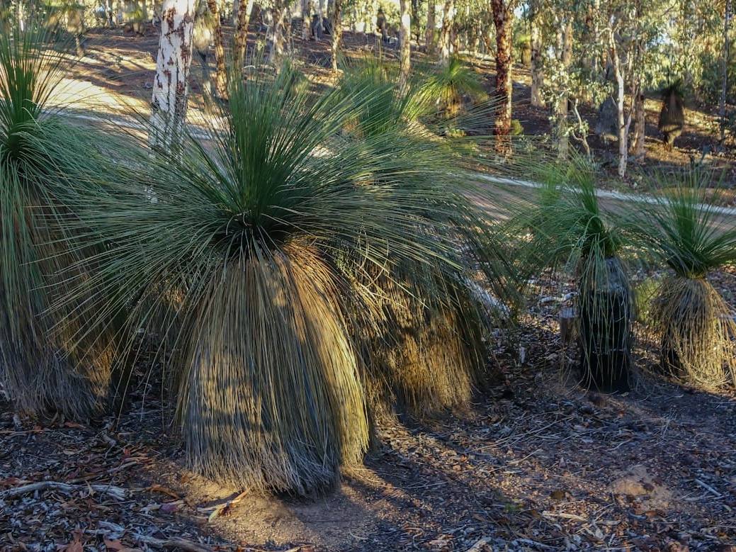 Grass trees growing in a mulched native garden bed